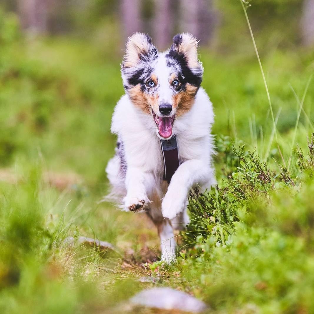 Non-stop dogwear Line Harness 5.0 |215| Führ und Alltagsgeschirr in Purple, Grösse:G 4 G 4 purple, G