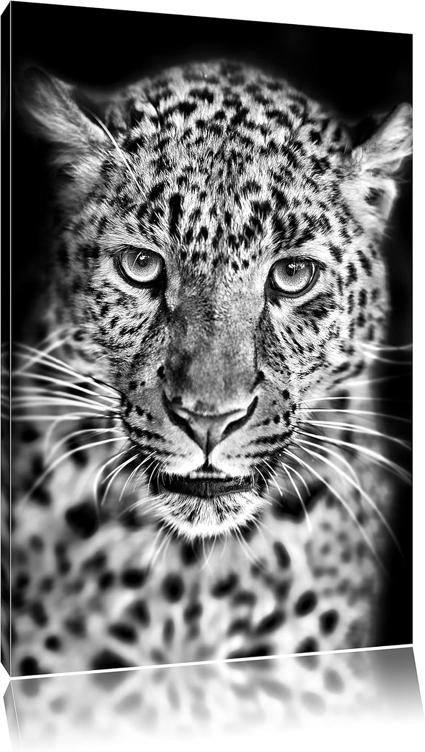 Pixxprint Stolzer Leopard / 100x70cm Leinwandbild bespannt auf Holzrahmen/Wandbild Kunstdruck Dekora