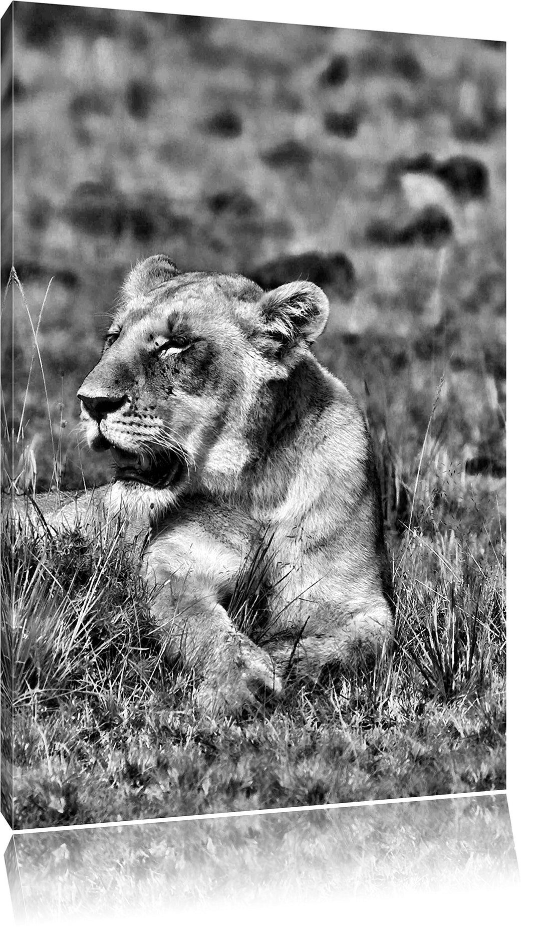 Pixxprint Löwin entspannt im Gras / 100x70cm Leinwandbild bespannt auf Holzrahmen/Wandbild Kunstdruc