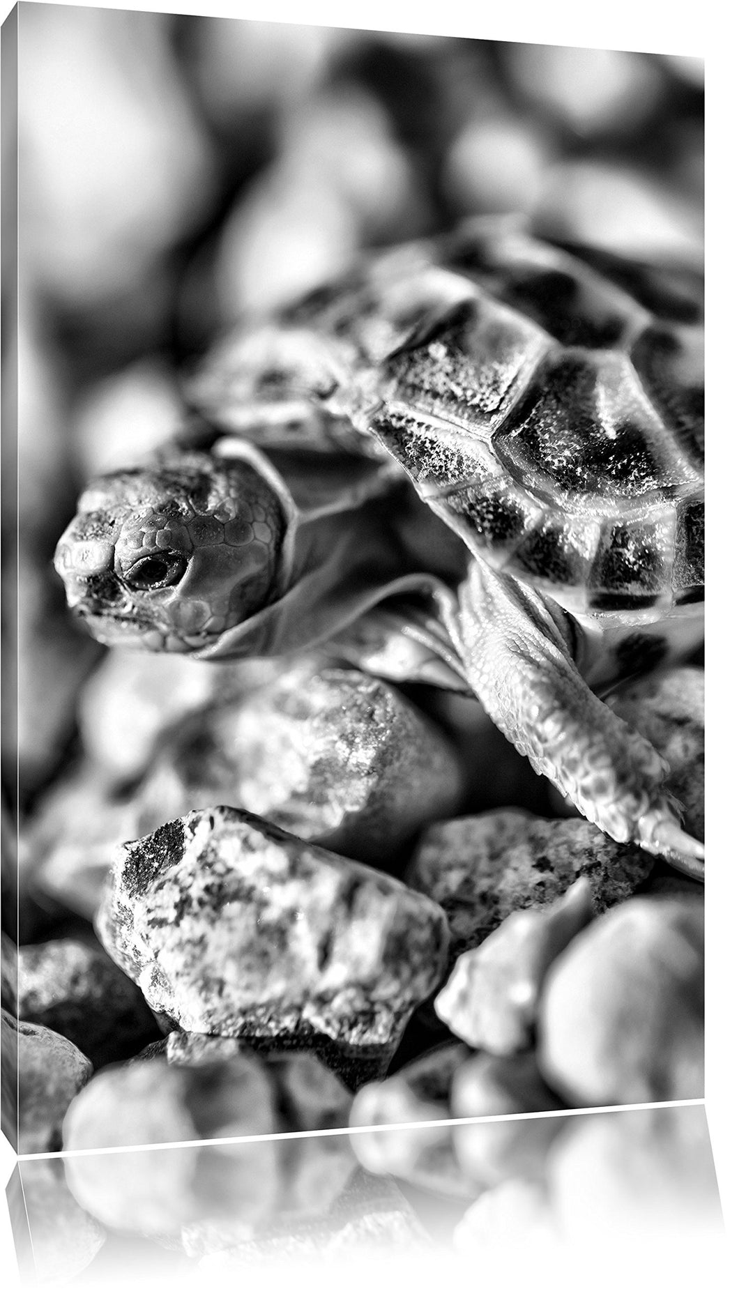 Pixxprint Kleine Schildkröte als Leinwandbild/Grösse: 100x70 cm/Wandbild/Kunstdruck/fertig bespannt,