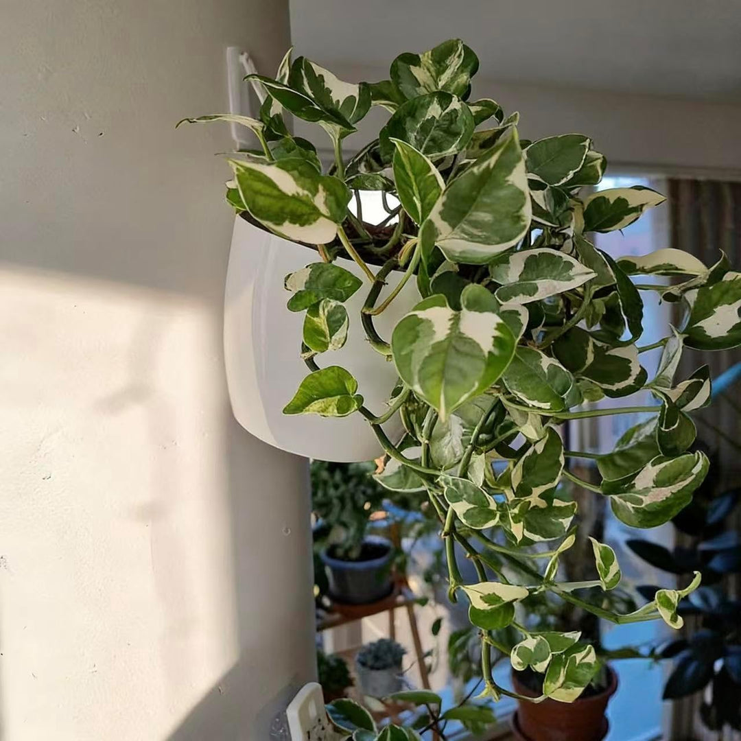 3er-Pack Hängende Pflanzgefässe Selbstbewässernde vertikale Wandmontage Fenster hängen runde Kunstst
