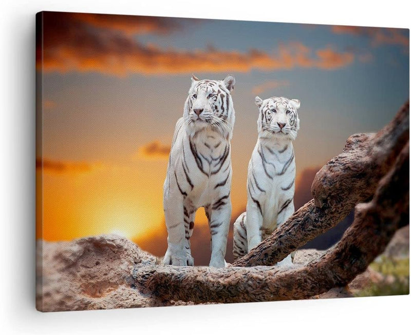 Bilder auf Leinwand Tiger weiss Rock Sonnenuntergang Leinwandbild 70x50cm Wandbilder Dekoration Wohn