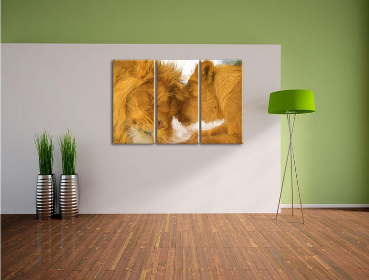 Pixxprint Kuschelnde Löwen Bunstift Effekt 3-Teiler Leinwandbild 120x80 Bild auf Leinwand