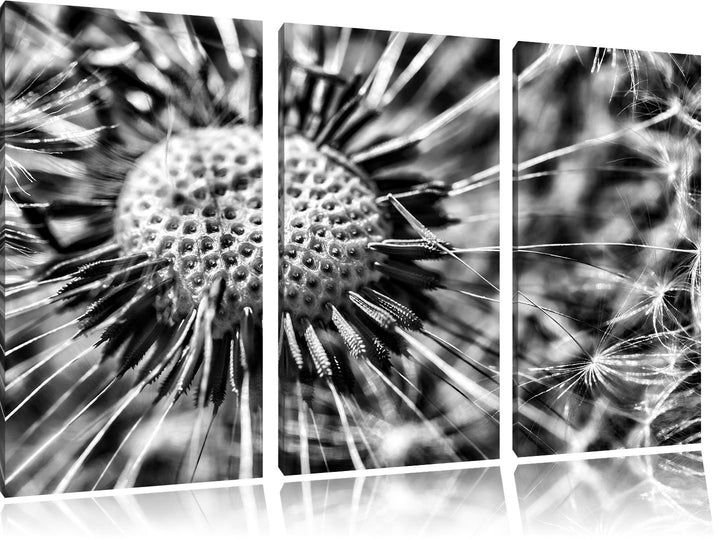 Pixxprint Pusteblume als Leinwandbild/Grösse: 3 Teilig (120x80) cm/Wandbild/Kunstdruck/fertig bespan