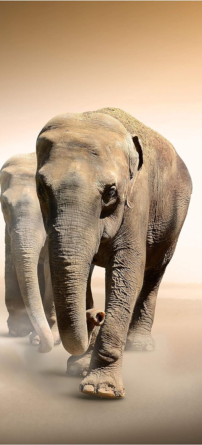 wandmotiv24 Türtapete Elefantengruppe Afrika 70 x 200cm (B x H) - Dekorfolie selbstklebend Sticker f