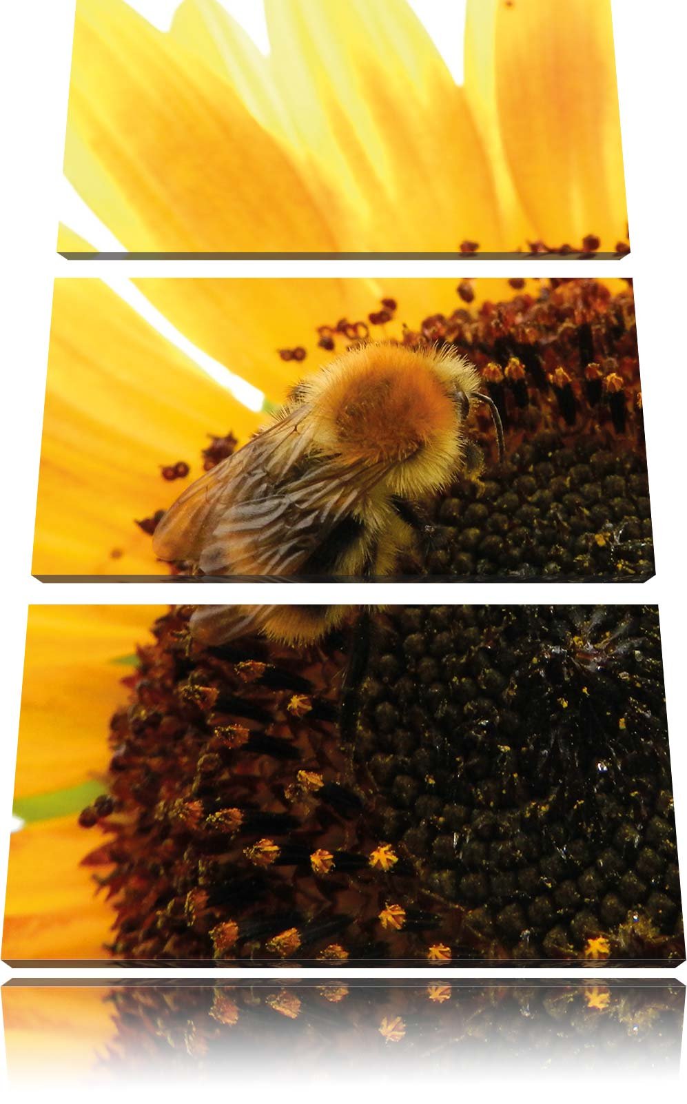 Pixxprint Biene auf Sonnenblume als Leinwandbild - Grösse: 3-Teilig (120x80cm) - Wandbild - Kunstdru