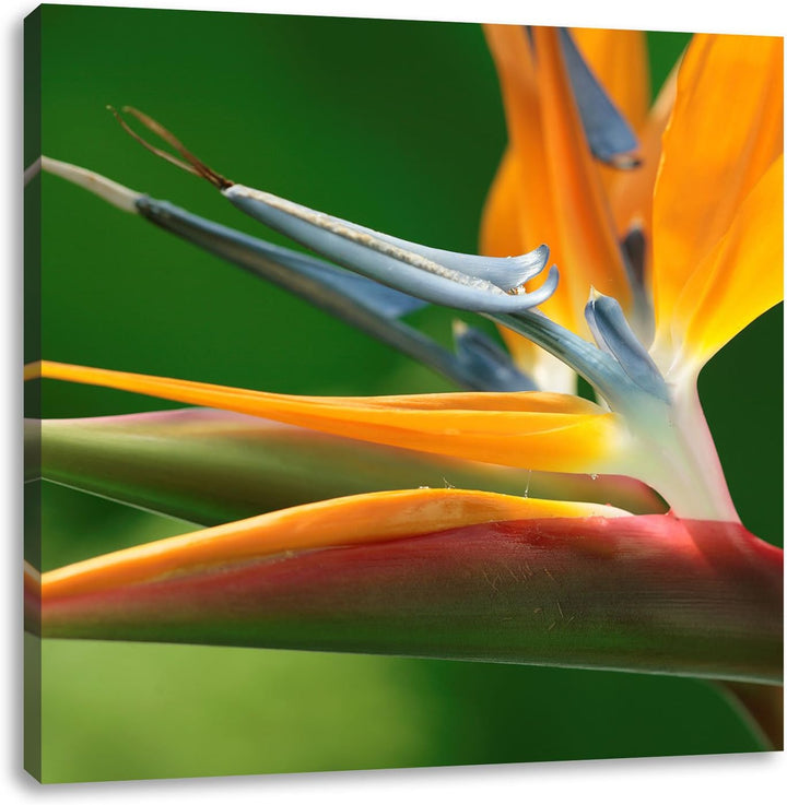 Pixxprint Tropische Blume, Format: 70x70 auf Leinwand, XXL riesige Bilder fertig gerahmt mit Keilrah