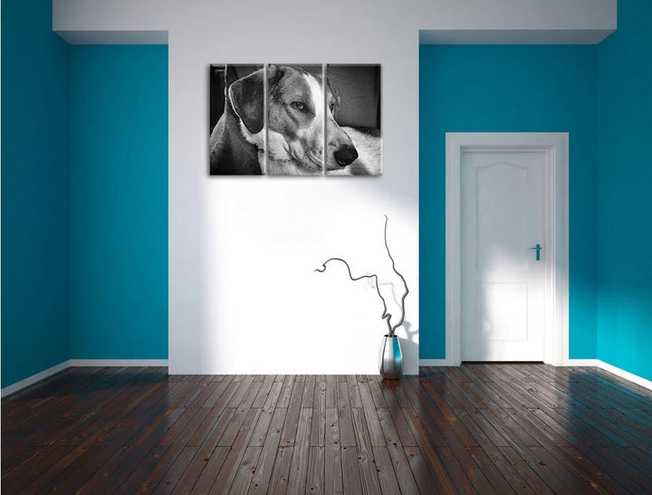 Pixxprint Monocrome, Jack Russel Terrier ruht Sich aus 3-Teiler Leinwandbild 120x80 Bild auf Leinwan