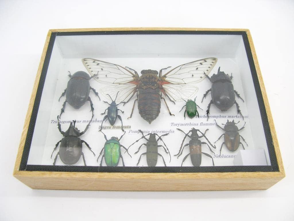 Echte exotische riesige Käfer, Insekten und Krabbler im 3D Schaukasten aus Holz - Insekten - Taxider
