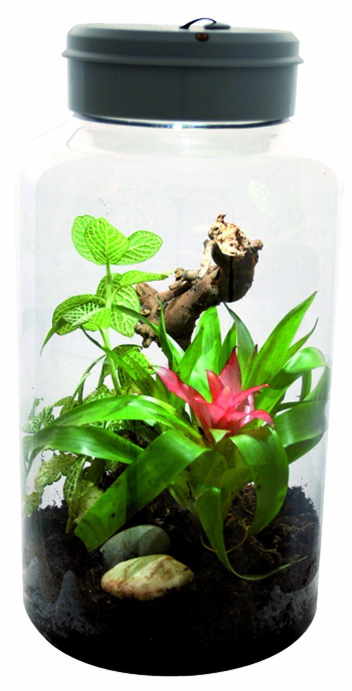 Lucky Reptile IT-5 InsectTarrium 5 l, Pet Kleinterrarium für den ersten Einstieg in die