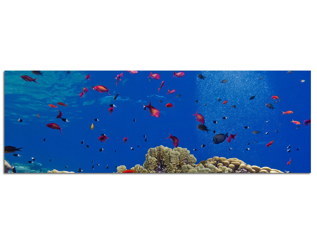 Paul Sinus Art Panoramabild auf Leinwand und Keilrahmen 120x40cm Meer Unterwasser Riff Korallen Fisc