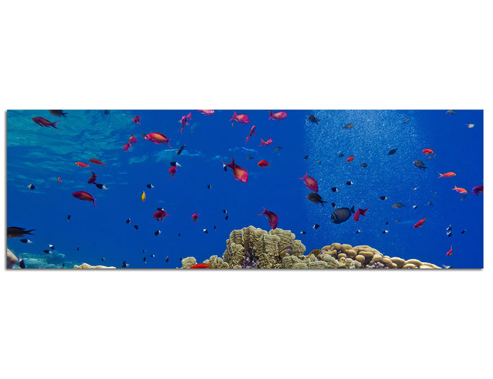 Paul Sinus Art Panoramabild auf Leinwand und Keilrahmen 120x40cm Meer Unterwasser Riff Korallen Fisc