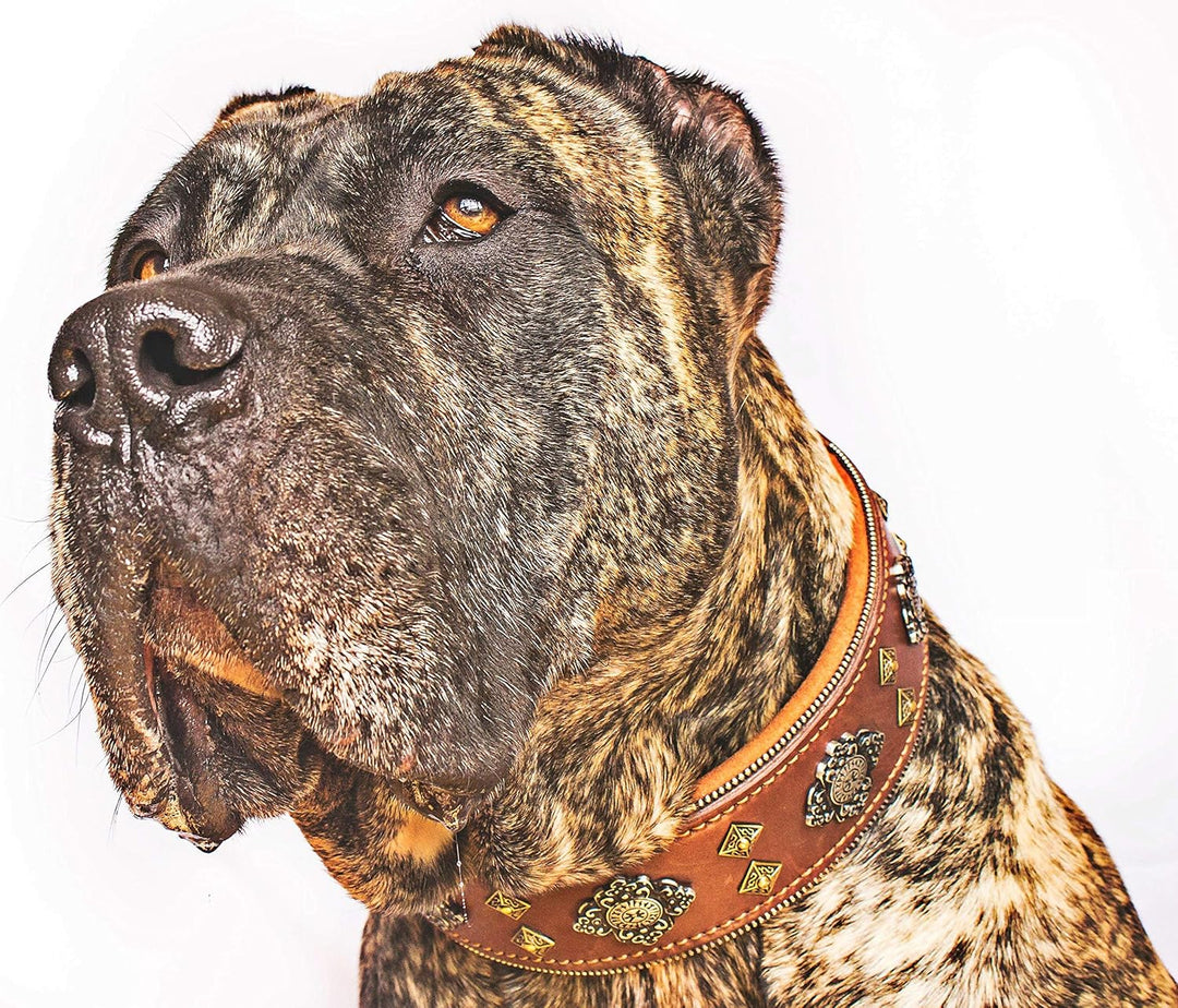 Bestia™ "Aztec Echtleder Hundehalsband für grosse Hunde. 100% Leder. Weich gepolstert. 6,3 cm breit.