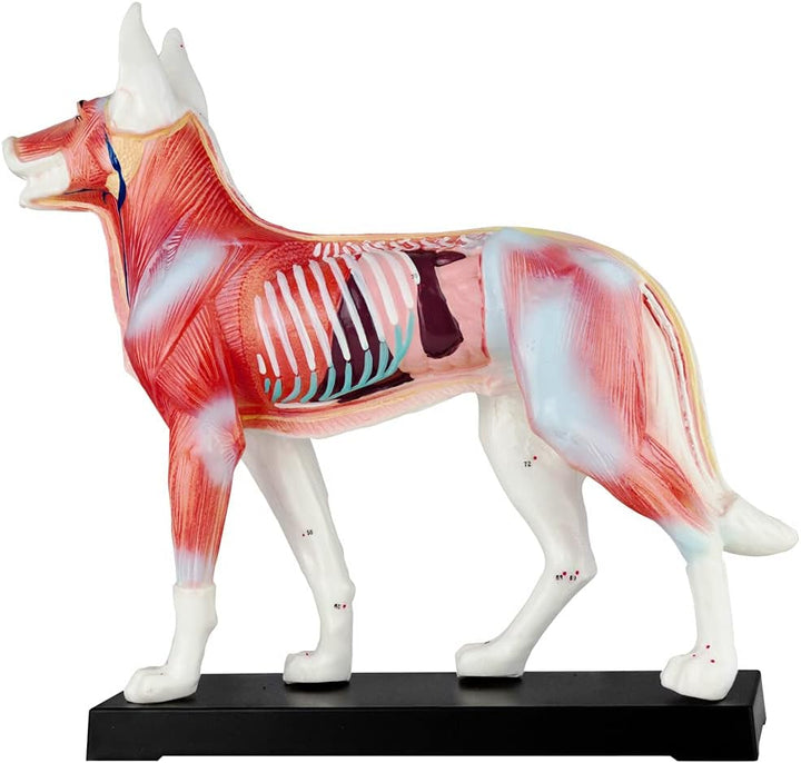 Akupunktur Anatomie TCM Hundekörper Modell Figur Akupunkturmodell Lehrmittel Hund Tier Muskelmodell