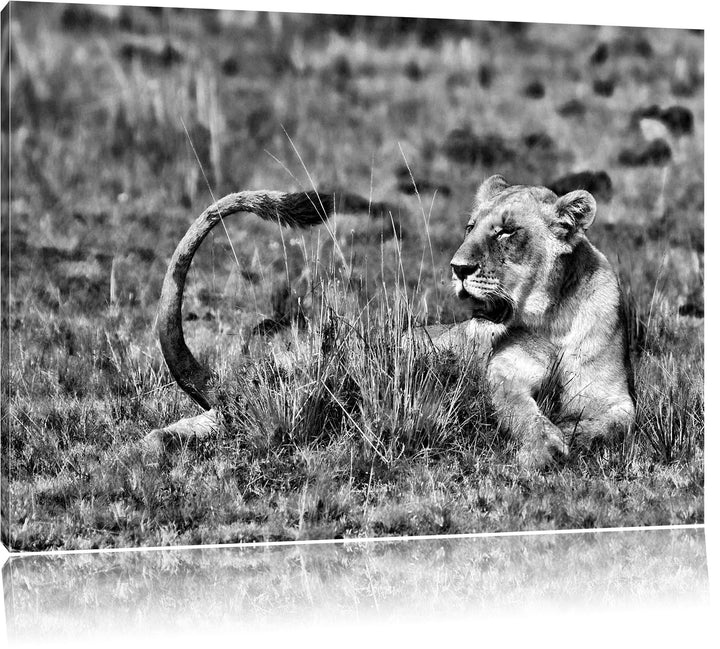 Pixxprint Monocrome, Löwin entspannt im Gras, Format: 100x70 auf Leinwand, riesige Bilder fertig ger