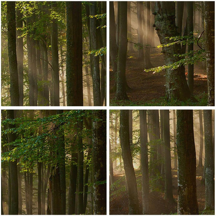 Bilder auf Leinwand 100x70cm Leinwandbild mit Rahmen Wald Baum Natur Gross Wanddeko Bild Schlafzimme