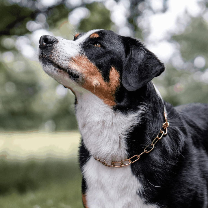 Sprenger Hundehalskette mit Durchzugskette 3 mm I CUROGAN Hundehalsband für kurz- und langhaar Hunde