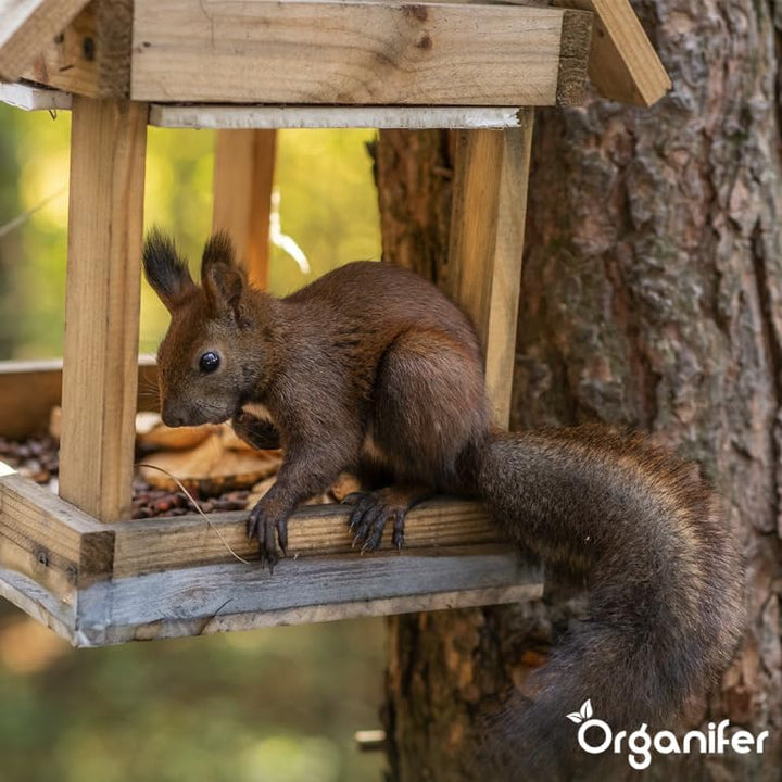 Eichhörnchenfutter - Natürliche Mischung Mit Ganzen Nüssen (10 Kg) - Speziell Für Eichhörnchen, Reic