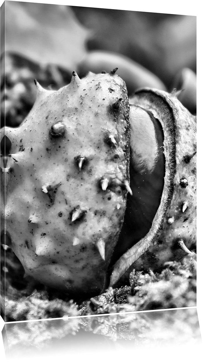 Pixxprint Monocrome, Erste Kastanie öffnet Sich, Format: 100x70 auf Leinwand, riesige Bilder fertig