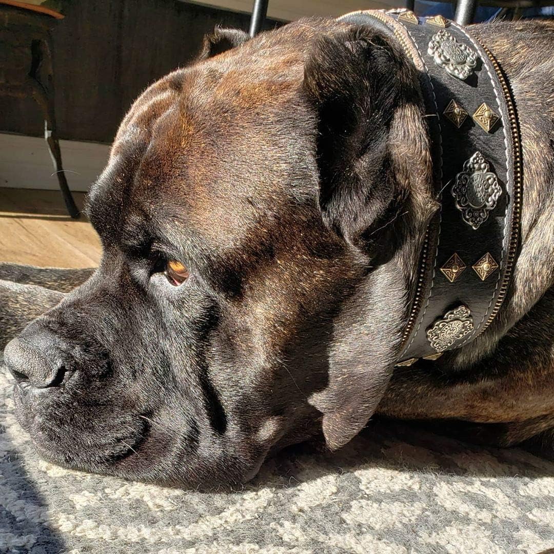 Bestia™ "Aztec Echtleder Hundehalsband für grosse Hunde. 100% Leder. Weich gepolstert. 6,3 cm breit.