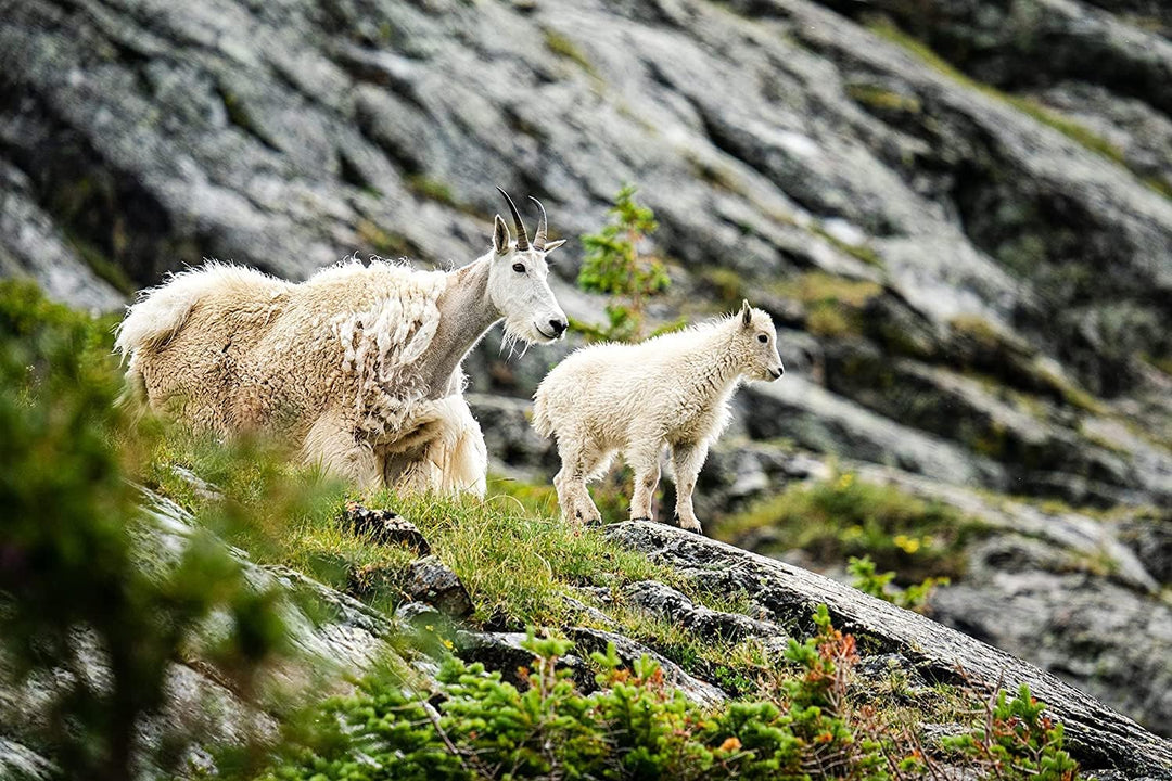 150-600mm F5/-6,3 DG DN für L-Mount schwarz für L-Mount Einzelstück, für L-Mount Einzelstück