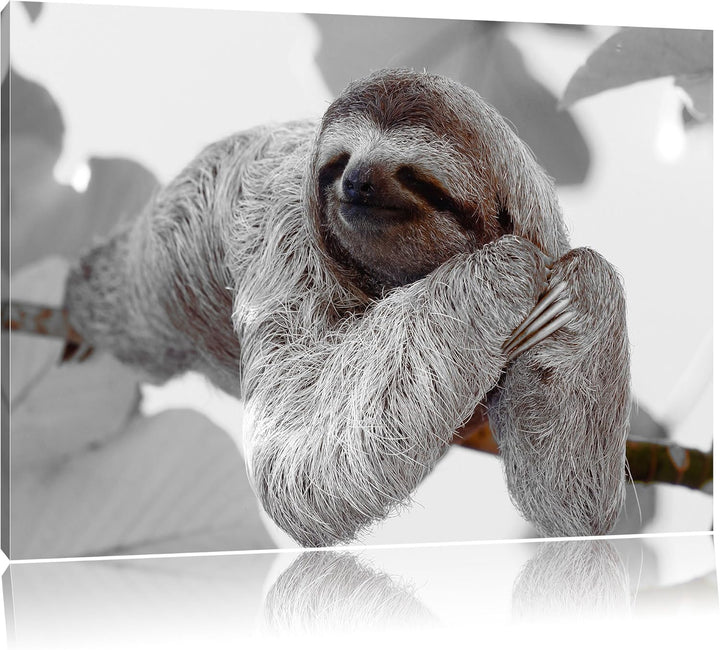 Pixxprint schönes Faultier hängt von AST als Leinwandbild/Grösse: 100x70 cm/Wandbild/Kunstdruck/fert