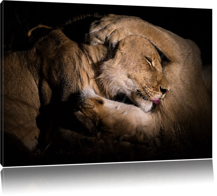 Pixxprint Männer & Frauen Löwe kuscheln, Format: 100x70 auf Leinwand, 100x70