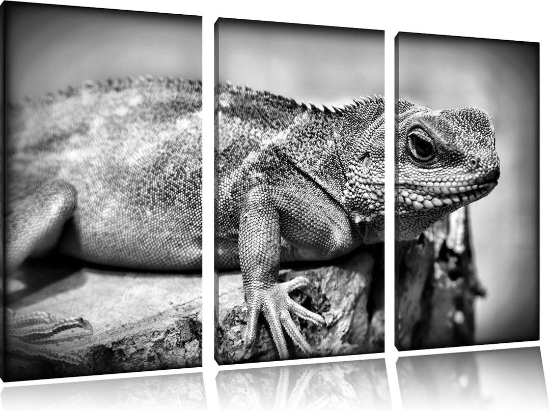 Pixxprint kleine grüne Eidechse als Leinwandbild/Grösse: 3 Teilig (120x80) / Wandbild/Kunstdruck/fer