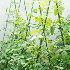 Sekey Tomaten Rankhilfe, Pflanzenstütze für Gurken, Bohnen, Himbeeren, Blumen, Kunststoff Beschichte