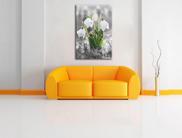 Pixxprint schöne Schneeglöckchen im Morgentau als Leinwandbild/Grösse: 100x70 cm/Wandbild/Kunstdruck