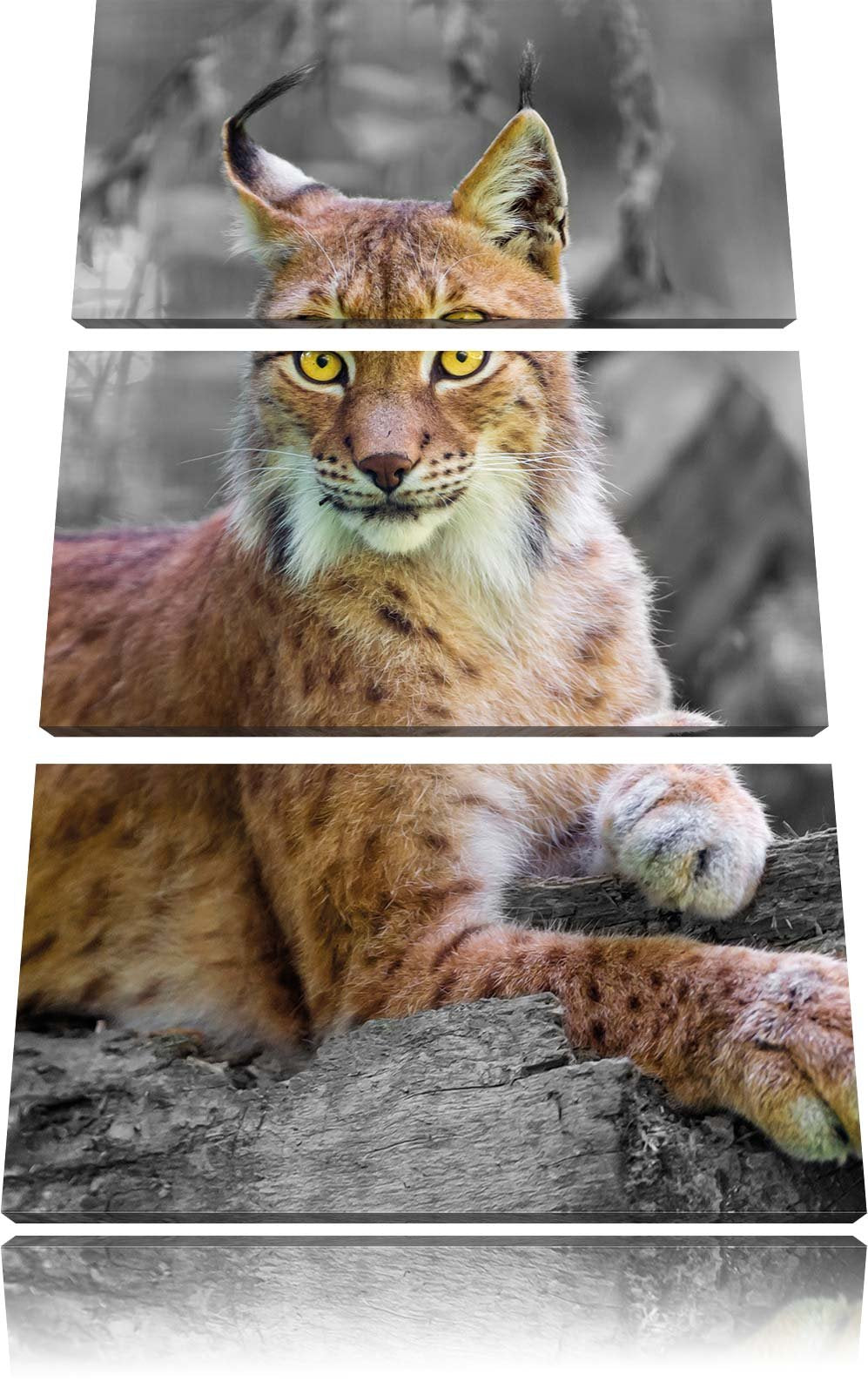 Pixxprint hübscher aufmerksamer Luchs / 3-Teilig/Gesamtmass 120cm Leinwandbild bespannt auf Holzrahm