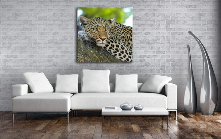 deyoli liegender Leopard im Format: 60x60 als Leinwandbild, Motiv fertig gerahmt auf Echtholzrahmen,