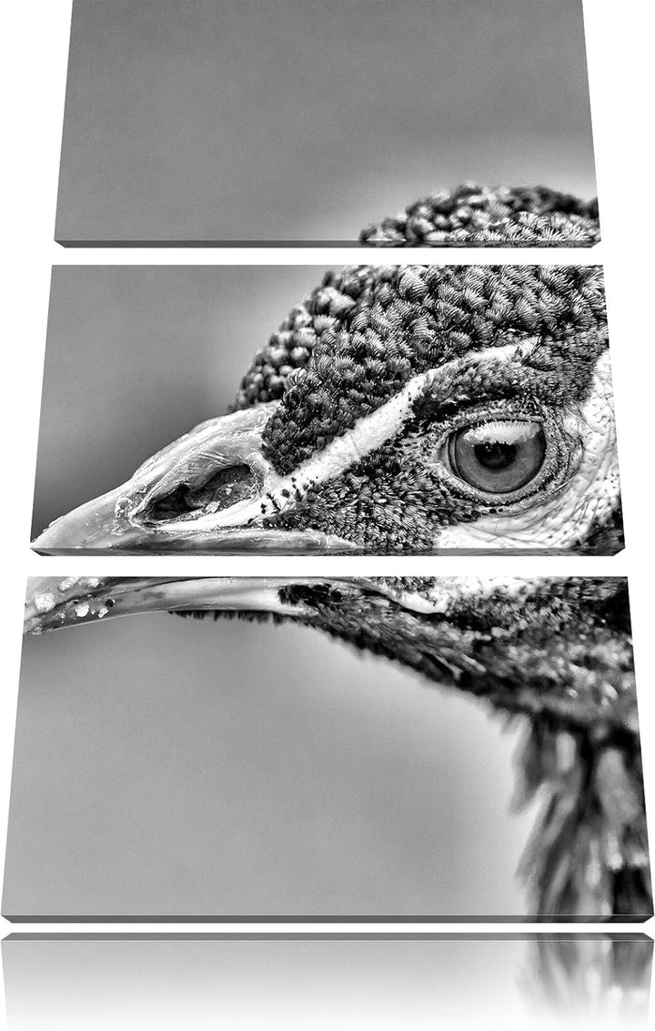Pixxprint schöner farbenfroher Pfau als Leinwandbild/Grösse: 3 Teilig (120x80) cm/Wandbild/Kunstdruc