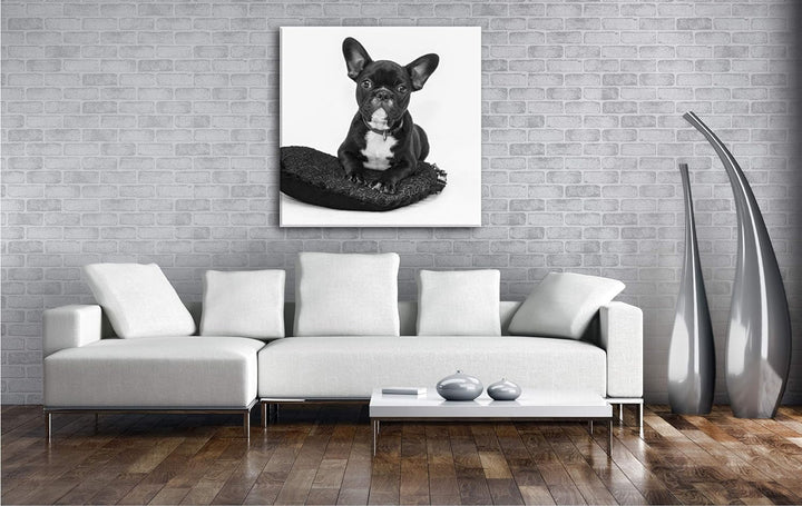deyoli putzige Bulldogge mit einem Rotem Kissen Format: 70x70 Effekt: Schwarz&Weiss als Leinwandbild