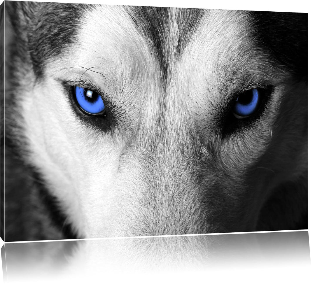 Gefährlicher Husky mit eisblauen Augen schwarz/weiss Format: 100x70 auf Leinwand, XXL riesige Bilder