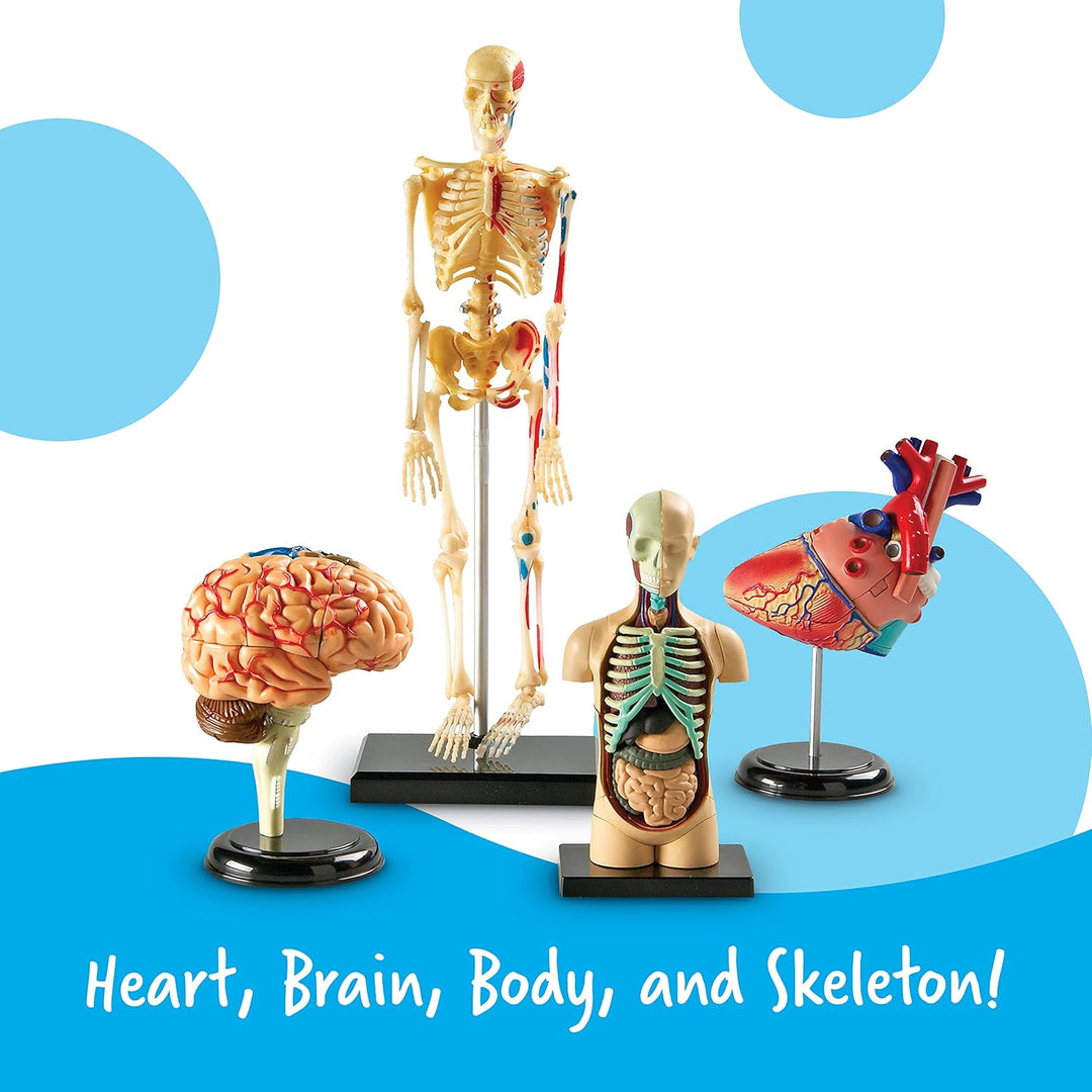 Learning Resources Anatomiemodell-Set