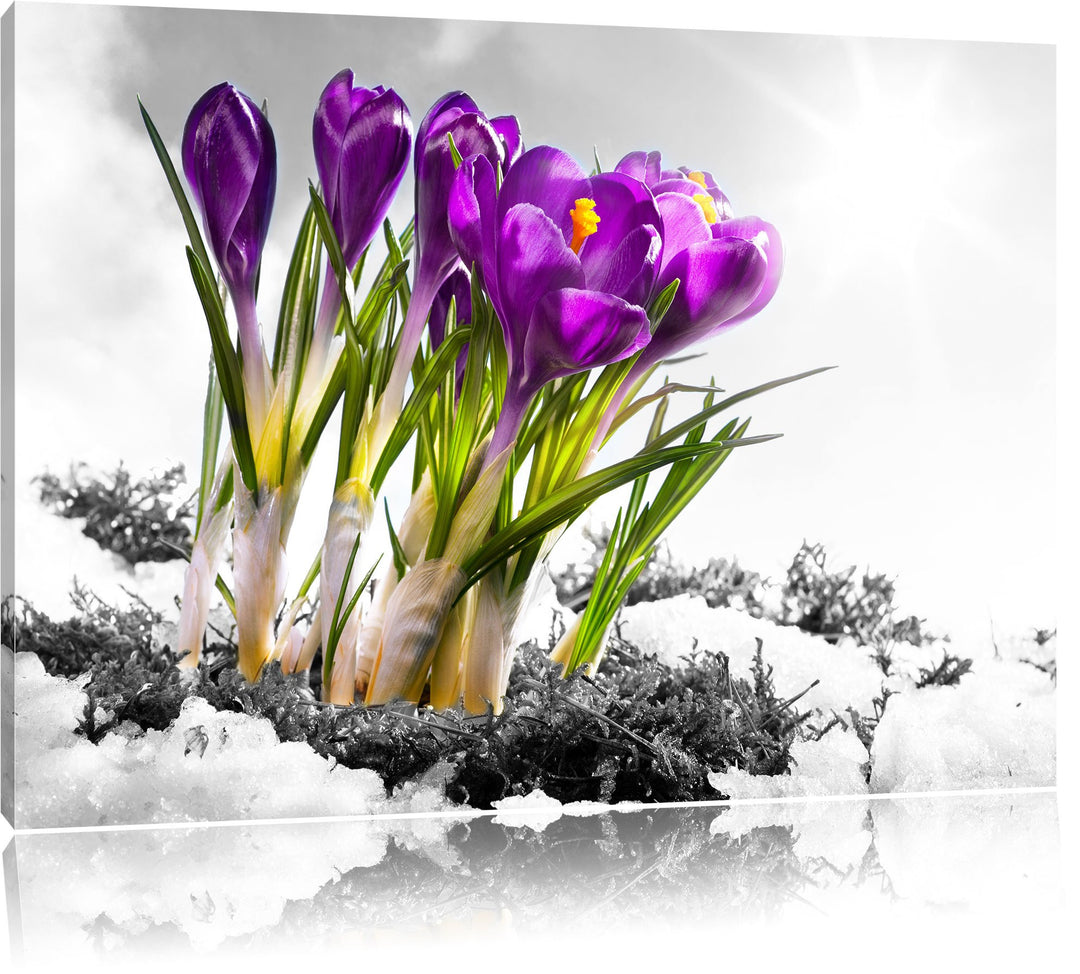 Pixxprint Kunst Frühling florwer Hintergrund als Leinwandbild/Grösse: 100x70 cm/Wandbild/Kunstdruck/