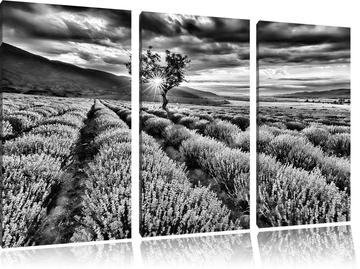 Pixxprint Lavendel Provence als Leinwandbild/Grösse: 3 Teilig (120x80) cm/Wandbild/Kunstdruck/fertig