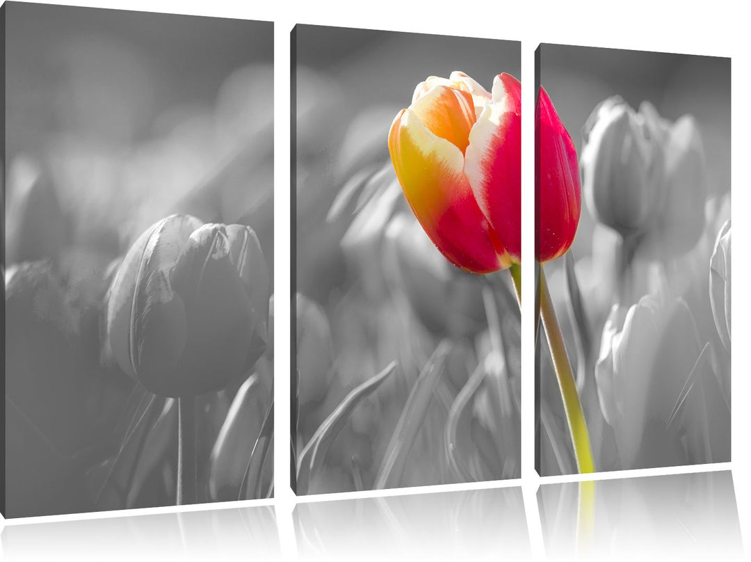 Pixxprint Blühende rote Tulpen als Leinwandbild/Grösse: 3 Teilig (120x80) cm/Wandbild/Kunstdruck/fer