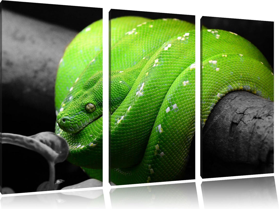 Pixxprint Grüne exotische Schlange als Leinwandbild/Grösse: 3 Teilig (120x80 cm) cm/Wandbild/Kunstdr