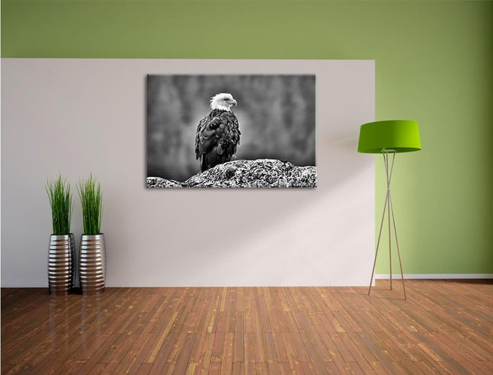 Pixxprint Monocrome, wachsamer Adler auf Fels, Format: 100x70 auf Leinwand, 100x70