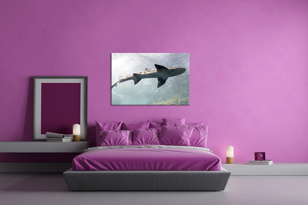 deyoli grosser Hai im Aquarium im Format: 60x40 als Leinwandbild, Motiv fertig gerahmt auf Echtholzr