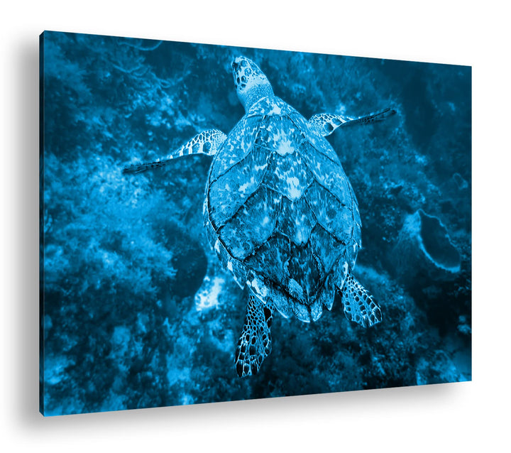 deyoli anmutige Schildkröte Format 80x60 Effekt: Monocrome Blau als Leinwandbild, Motiv fertig gerah