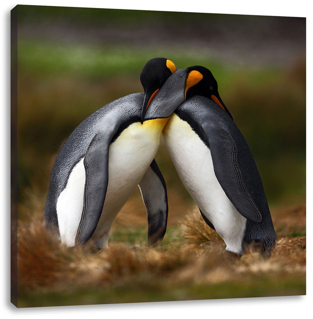 Umarmende Pinguine in der Antarktis, Format: 70x70 auf Leinwand, 70x70
