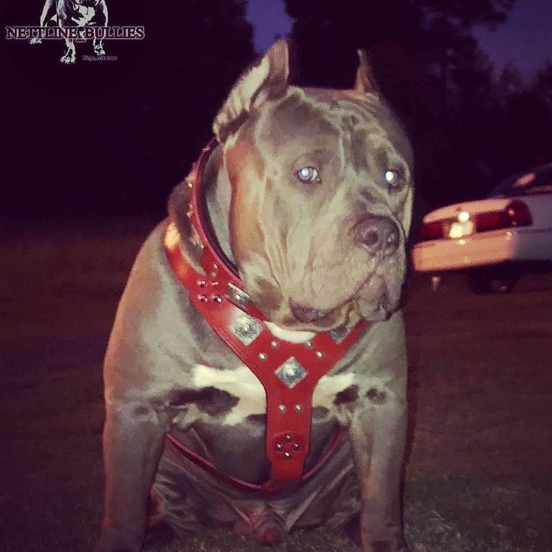 Bestia "EROS Leder Hundegeschirr in Rot & Schwarz L/XL- Amstaff / Dobermann, L/XL- Amstaff / Doberma