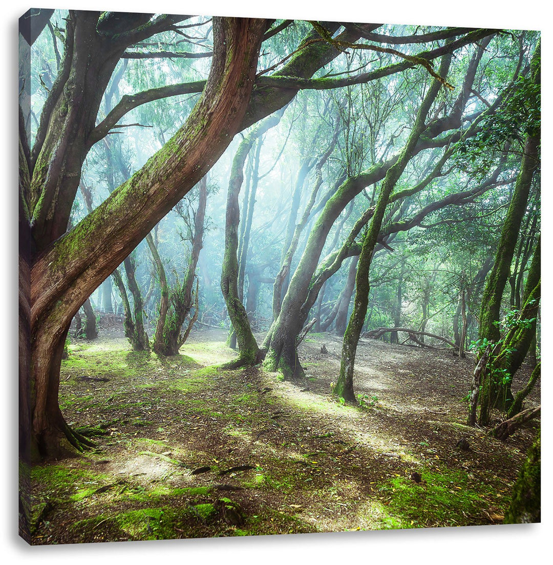 Pixxprint Wald, Format: 70x70 auf Leinwand, XXL riesige Bilder fertig gerahmt mit Keilrahmen, Kunstd