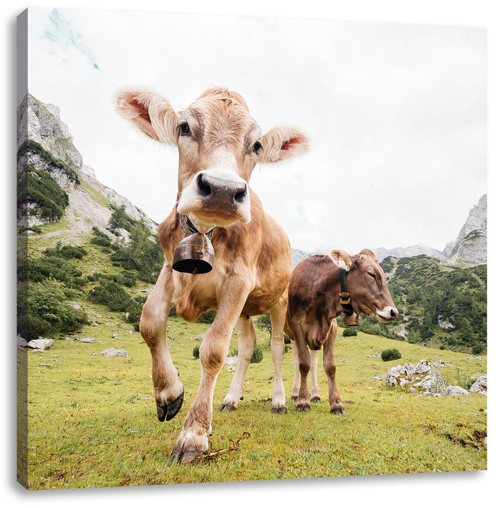 Almkuh auf der Weide, Format: 70x70 auf Leinwand, XXL riesige Bilder fertig gerahmt mit Keilrahmen,