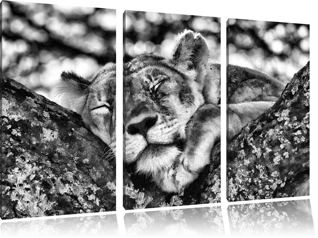 Pixxprint müde Löwin ruht auf Baum als Leinwandbild/Grösse: 3 Teilig (120x80) cm/Wandbild/Kunstdruck