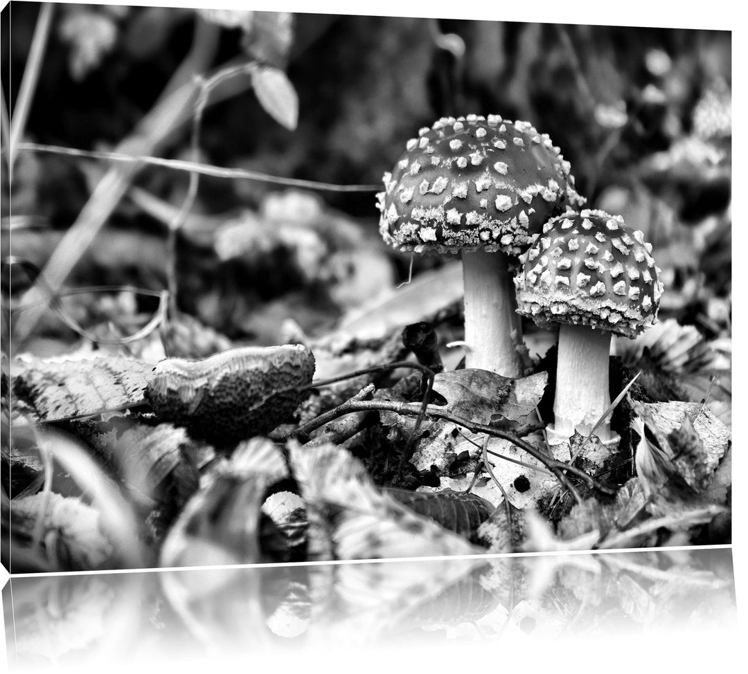 Monocrome, Pilz im Wald, Format: 100x70 auf Leinwand, XXL riesige Bilder fertig gerahmt mit Keilrahm