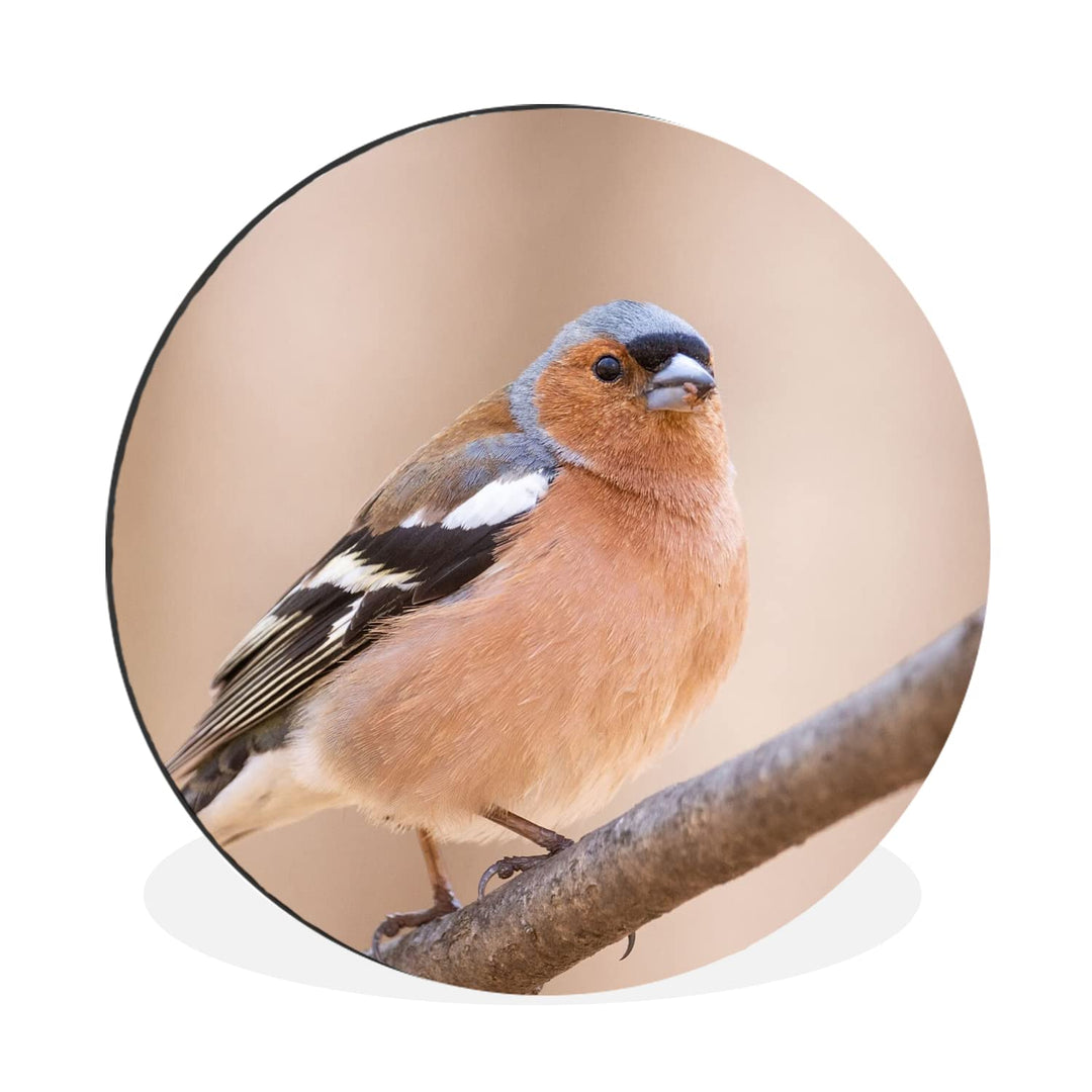 MuchoWow Wandbild Rund Wanddeko Deko Wohnzimmer Bilder 60x60 cm Vogel - Tiere - Fink, 60x60 cm
